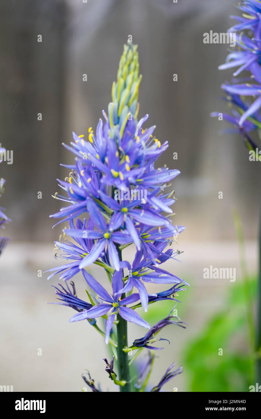 Fiori blu con messa a fuoco centrale Foto Stock
