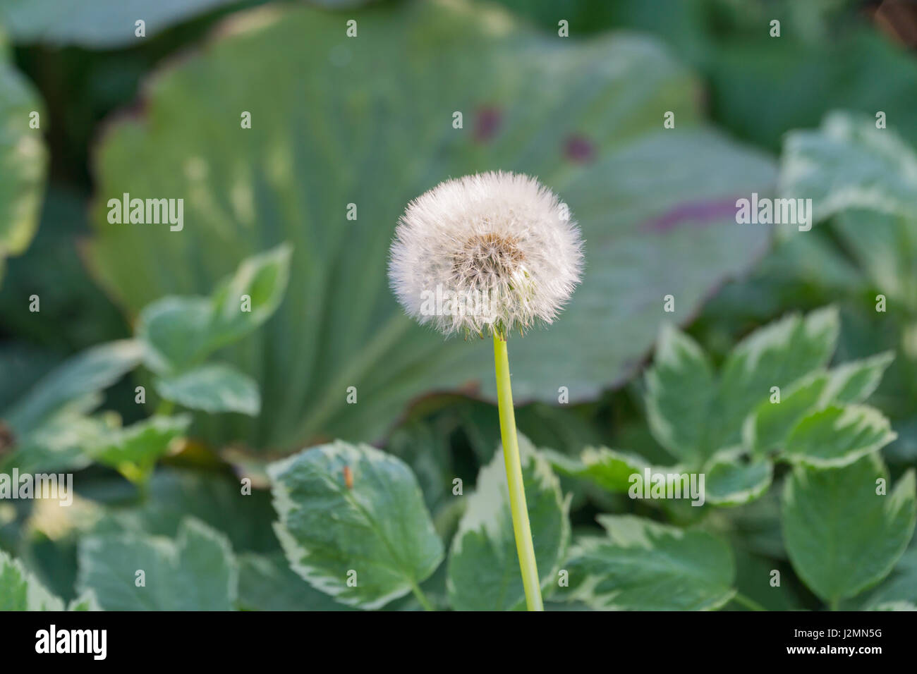 Tarassaco andato alle sementi Centre focus blur sullo sfondo Foto Stock