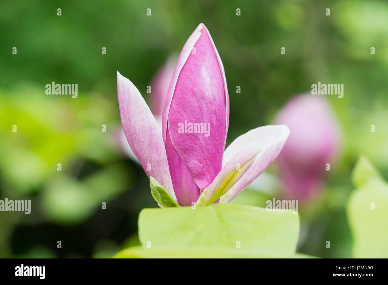 Giunchiglie in un garden Centre focus blur sullo sfondo Foto Stock
