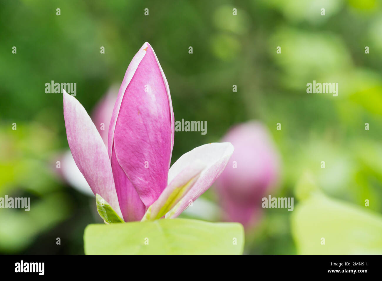 Giunchiglie in un garden Centre focus blur sullo sfondo Foto Stock