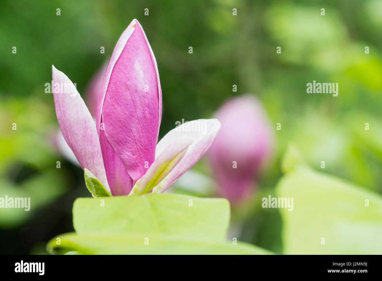 Giunchiglie in un garden Centre focus blur sullo sfondo Foto Stock