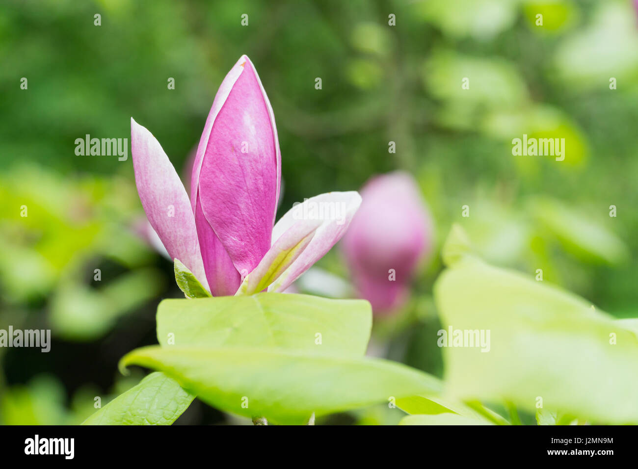 Giunchiglie in un garden Centre focus blur sullo sfondo Foto Stock