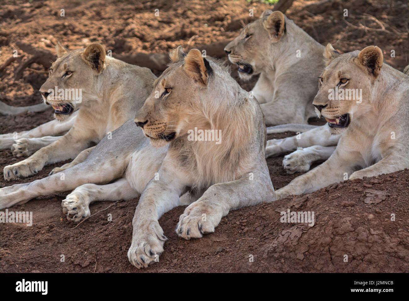 Lion (Panthera leo) nel Parco Nazionale di Pilanesberg, nord ovest della provincia, Sud Africa Foto Stock