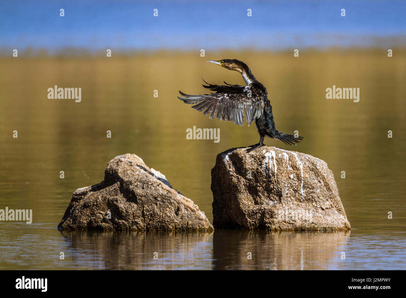 Bianco-breasted cormorano nel parco nazionale di Kruger, Sud Africa ; specie Phalacrocorax lucidus famiglia di Phalacrocoracidae Foto Stock