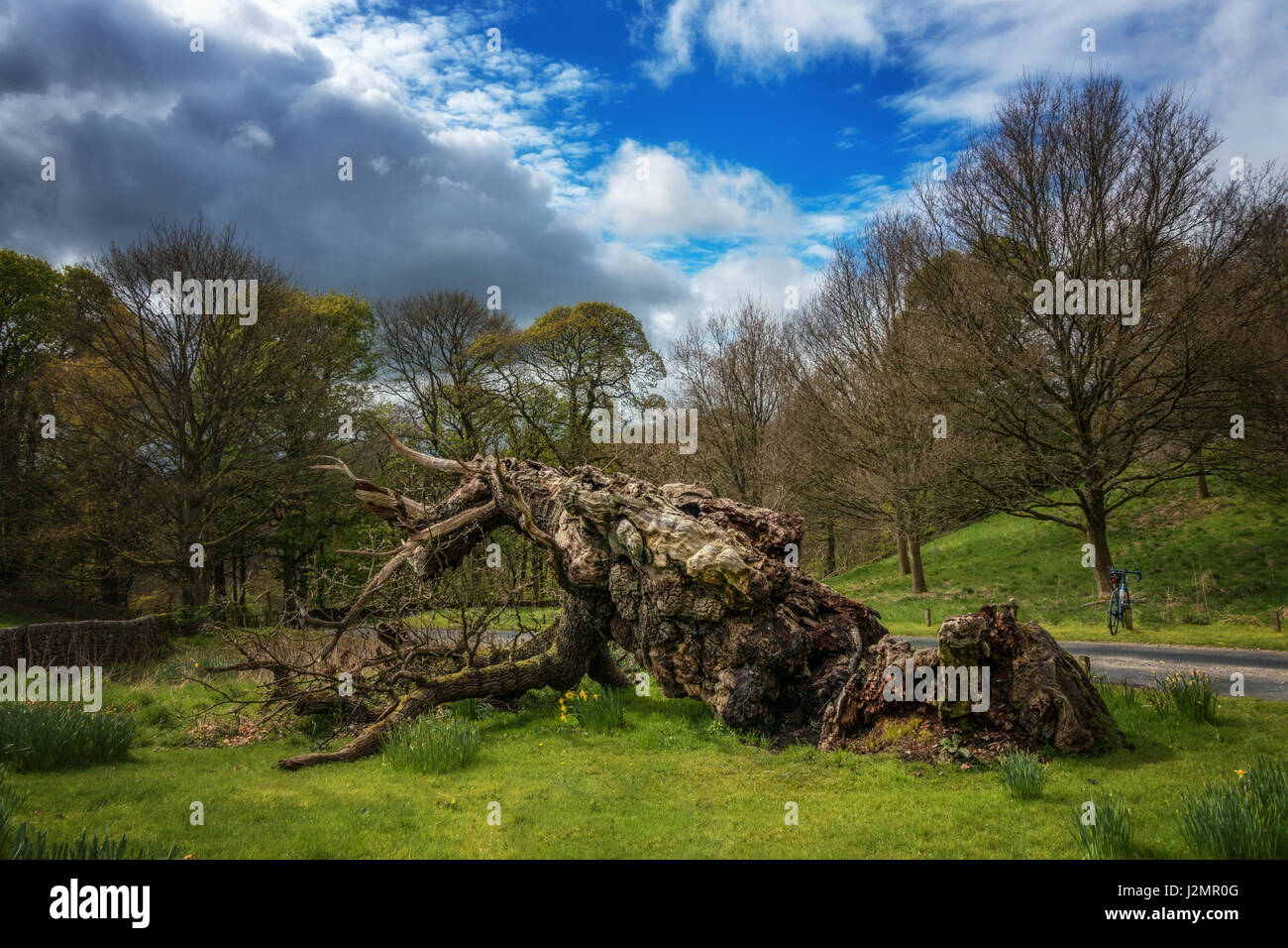 Il famoso Laund Oak a Bolton Abbey è sceso nel 2016 ma questa primavera vede nuove gemme sul 800 anno vecchia quercia. Yorkshire Dales, England, Regno Unito Foto Stock