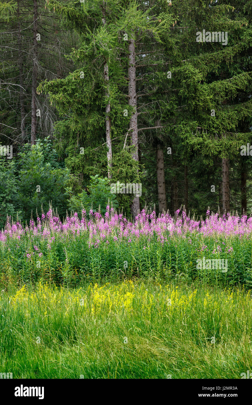 Foresta di larici e abeti con rosebay willowherb in estate. Altopiano di Bayard, Champsaur, Hautes-Alpes, meridionale delle Alpi Francesi, Francia Foto Stock