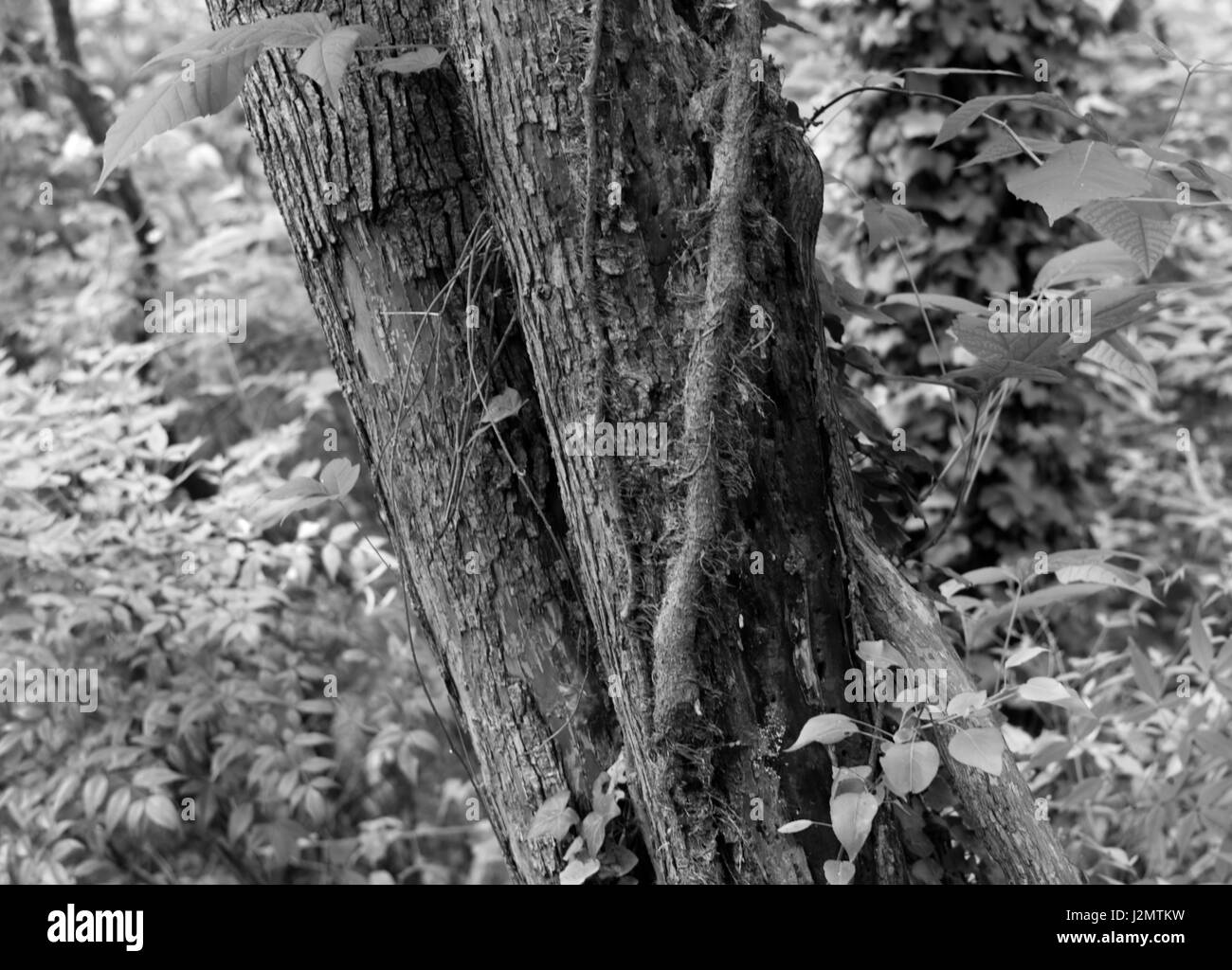 Foto in bianco e nero la fauna selvatica, piante, alberi Foto Stock