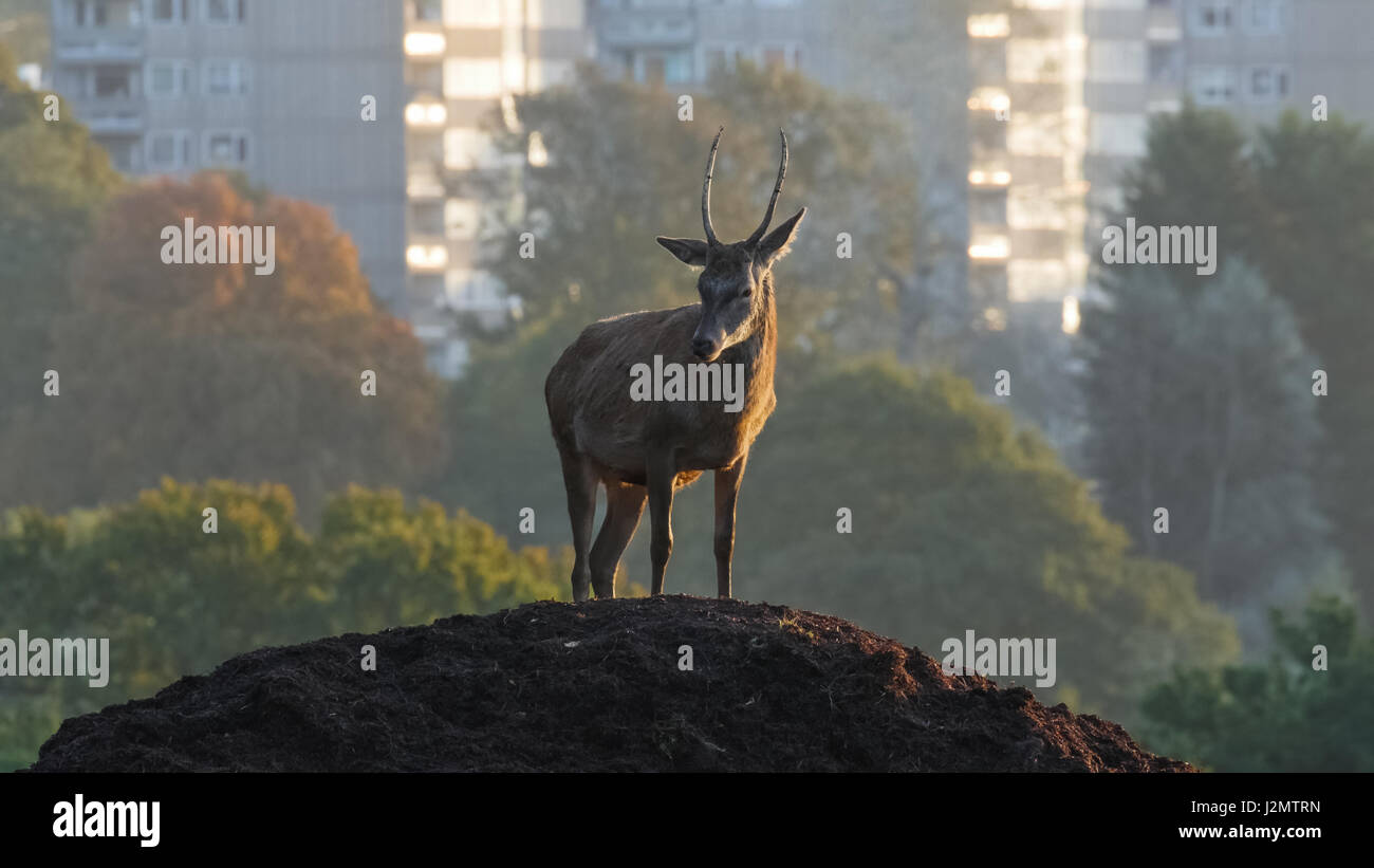 Red Deer buck o pricket (Cervus elaphus) su un cumulo di terra con hirise urbano elevato aumento hi-edifici dietro Foto Stock