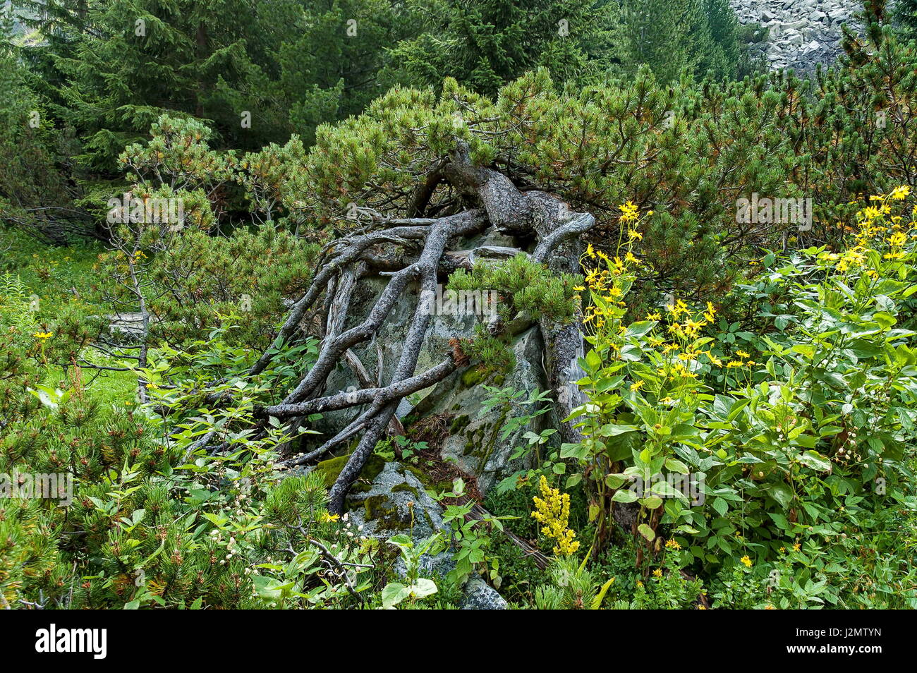 Montagna soleggiati ricoperta con la foresta di conifere e pini ad albero con interessanti corona sulla passeggiata ecologica verso Maliovitza picco in montagna Rila Foto Stock
