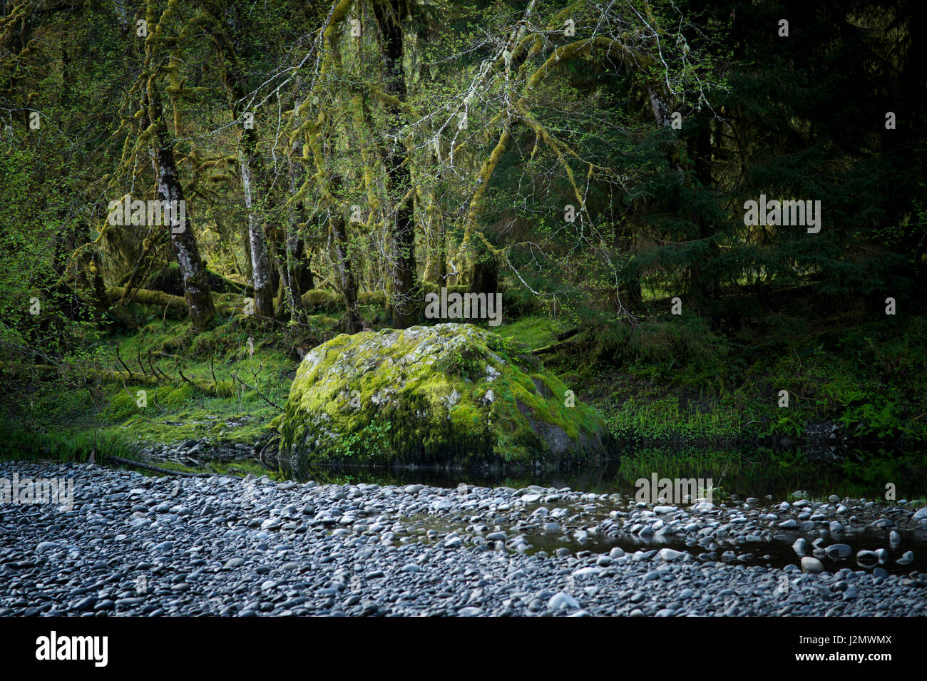 Banca del fiume Queets sulla Penisola Olimpica, Washington Foto Stock