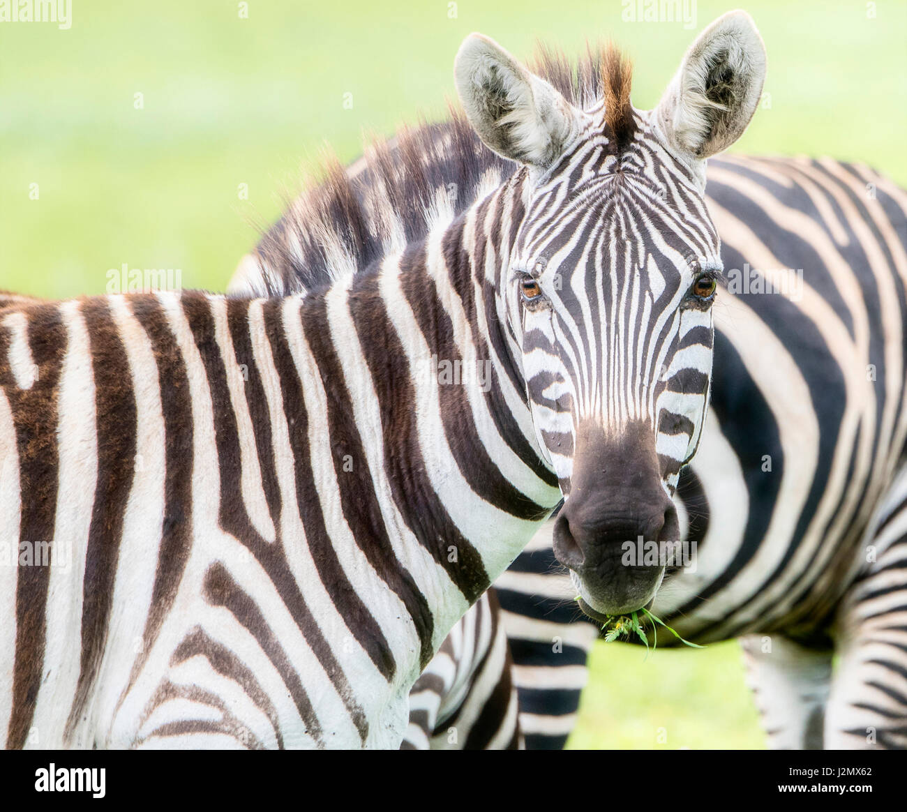 Wild Burchell's Zebra sul Serengeti in Tanzania Foto Stock