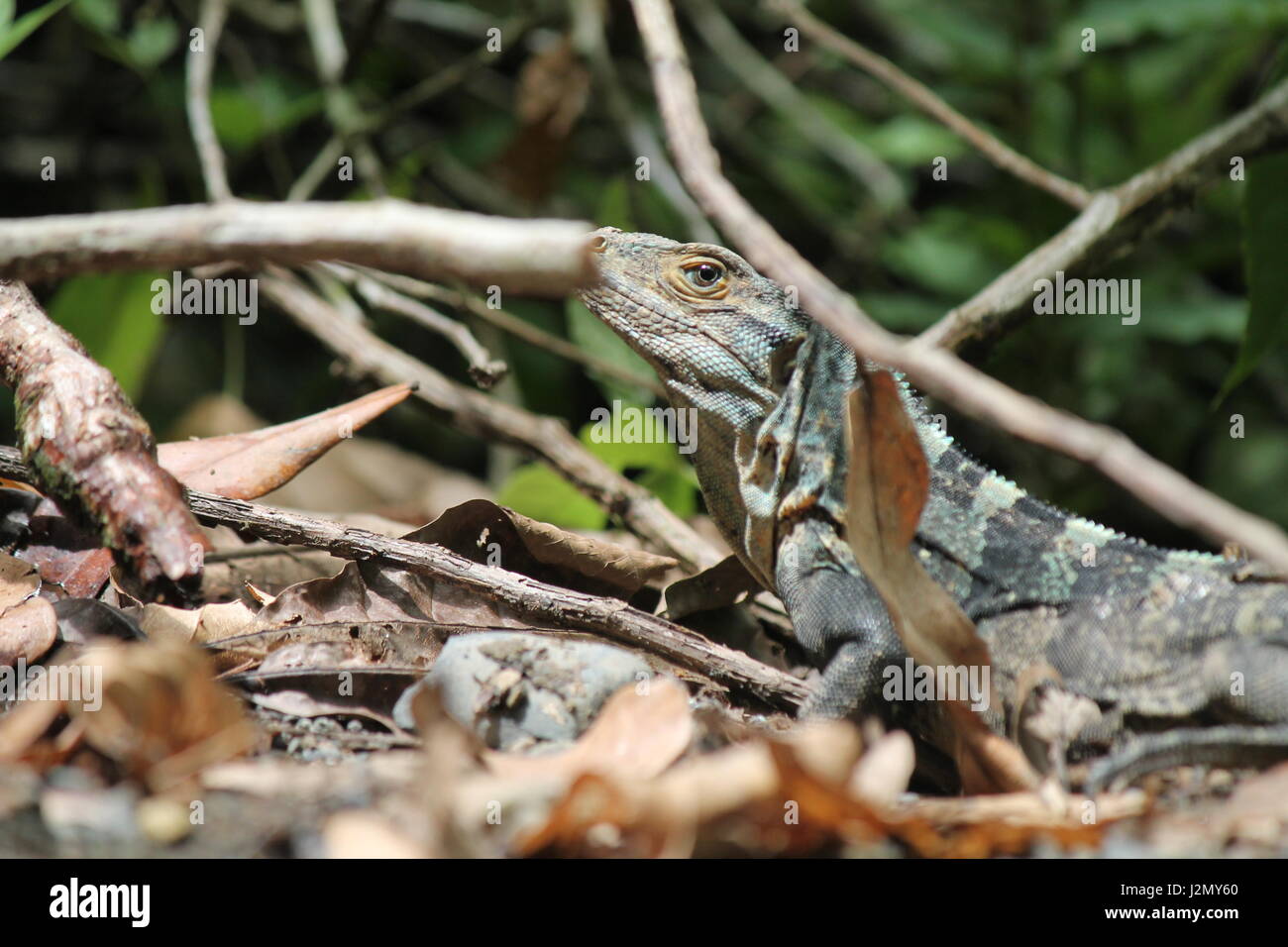 Mimetizzati lizard nella giungla Foto Stock