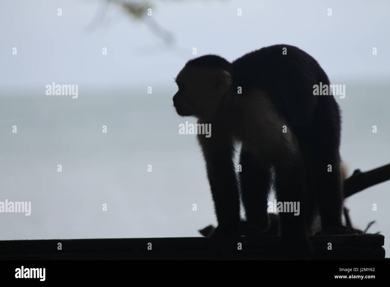 Silhouette di scimmia cappuccino da coste Foto Stock