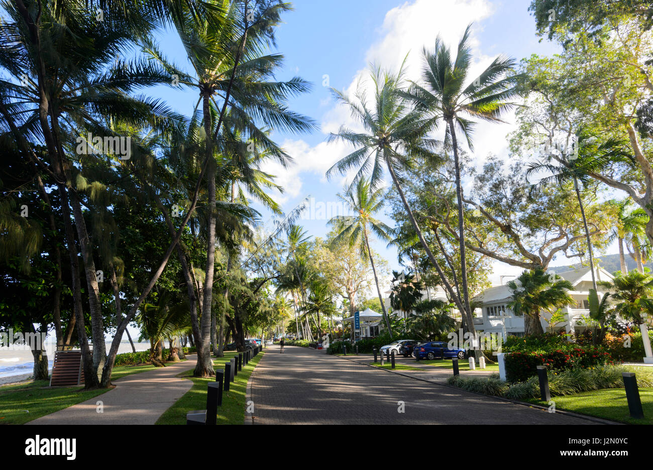 Palm Cove Promenade fiancheggiata da palme, spiagge settentrionali sobborgo di Cairns, estremo Nord Queensland, FNQ, Australia Foto Stock