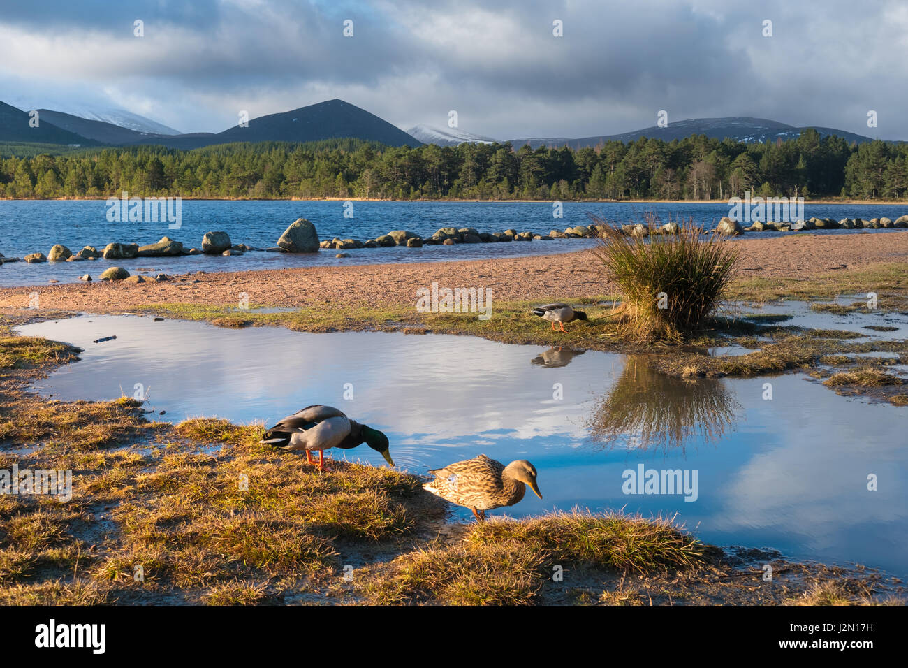 Loch Morlich (Mhurlaig) nel Badenoch e Strathspey area di Highland, Scozia vicino a Aviemore (Un Aghaidh Mhor: il big mountain faccia), una città e Foto Stock