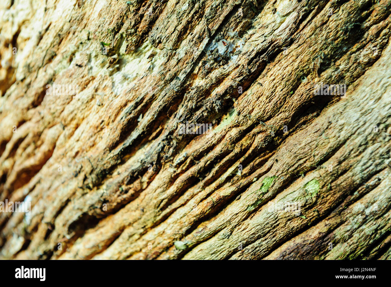 Legno sfondo texture di close-up di vecchio legno morto che è macchiato e snocciolate con una superficie ruvida la superficie. Foto Stock