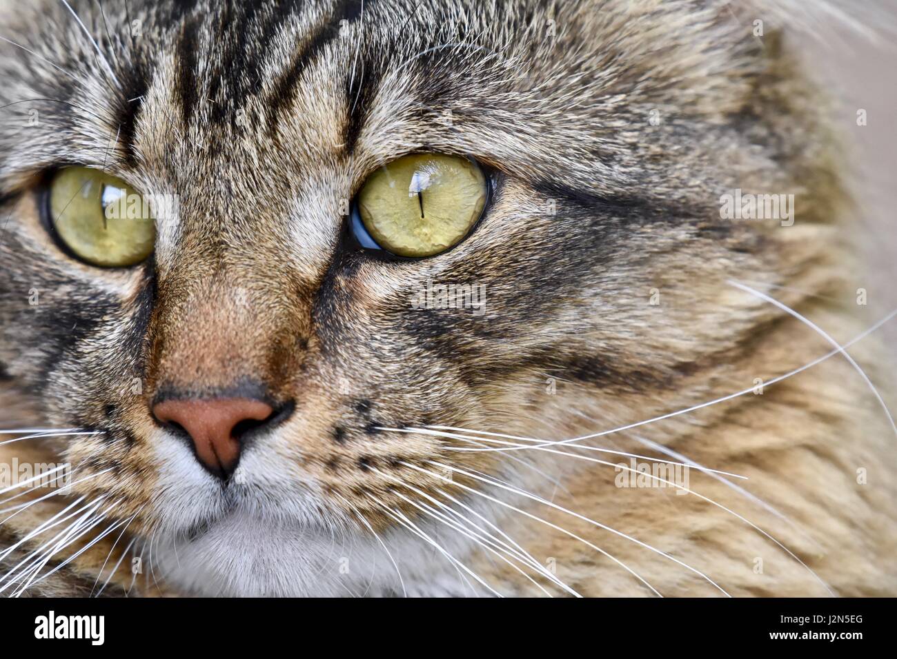 Brown tabby cat close up volto ritratto shot Foto Stock