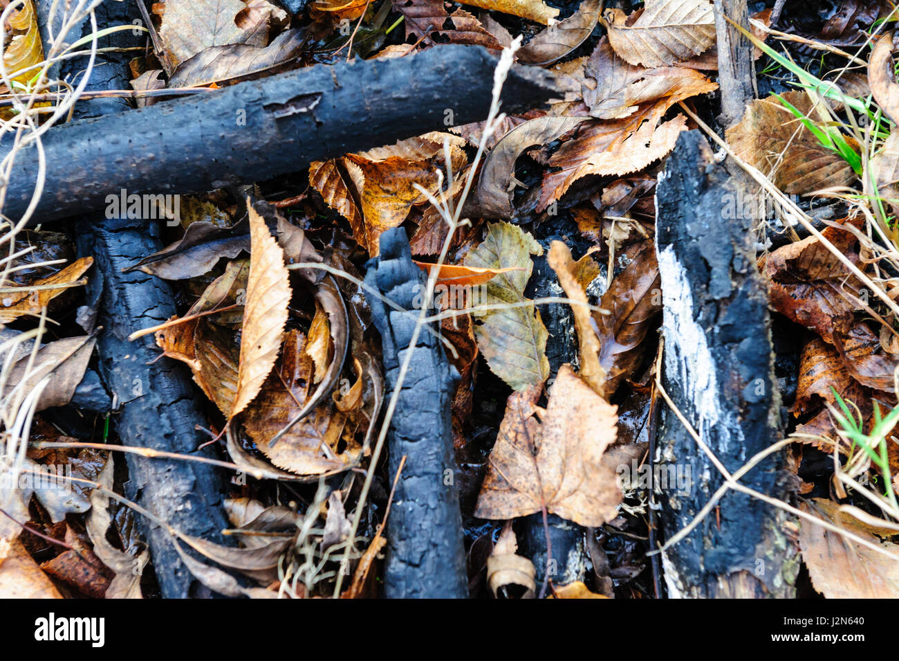 Vecchio bruciate bastoni in foglie di autunno braci in autunno maple leaf giace sul cestino Foto Stock