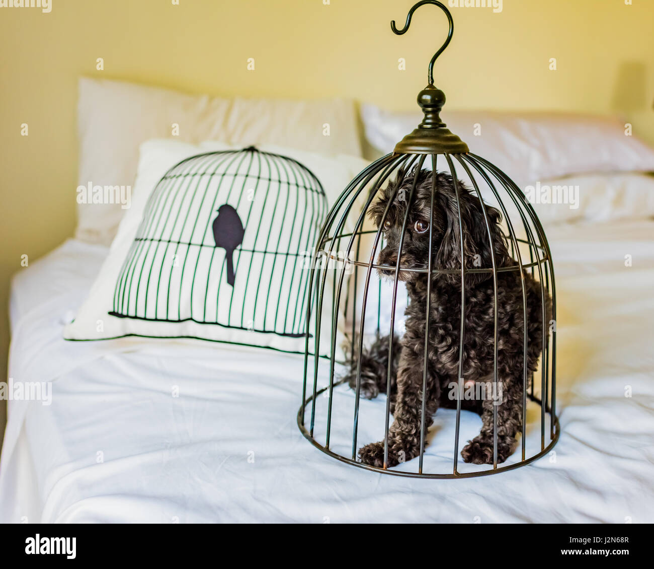 Un cane di piccola taglia in una piccola gabbia di uccelli in cerca del tutto indifferente Foto Stock