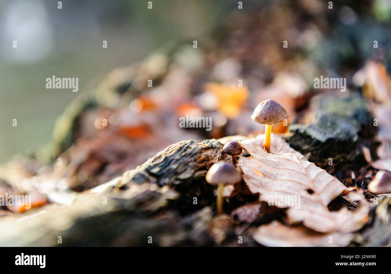 Unico bianco di funghi fungo foreground, faggio le foglie in autunno foresta. Golden Sun raggi in foglie di colore arancione. Dark foresta magica e sole Foto Stock