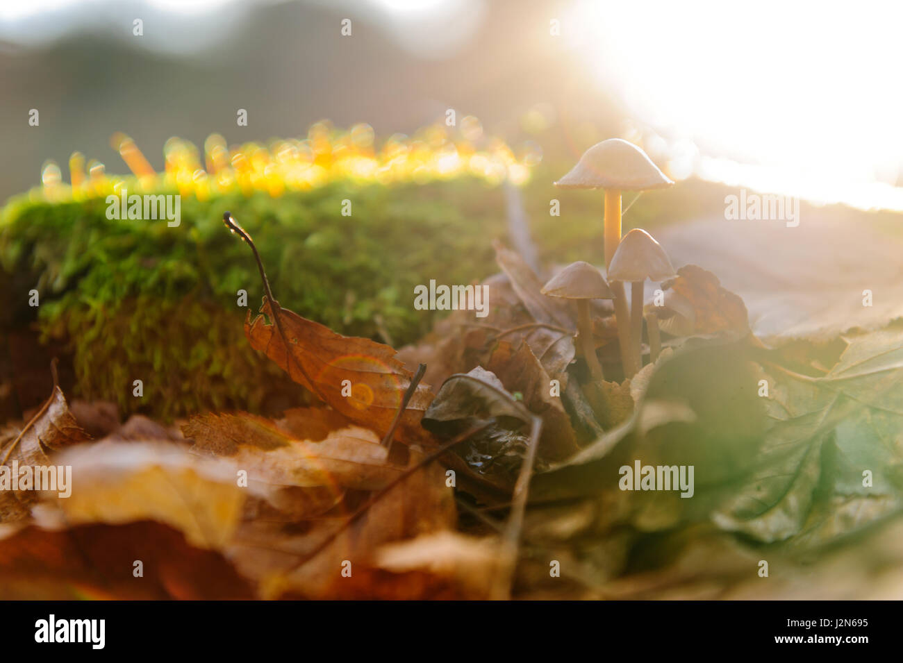 Unico bianco di funghi fungo foreground, faggio le foglie in autunno foresta. Golden Sun raggi in foglie di colore arancione. Dark foresta magica e sole Foto Stock