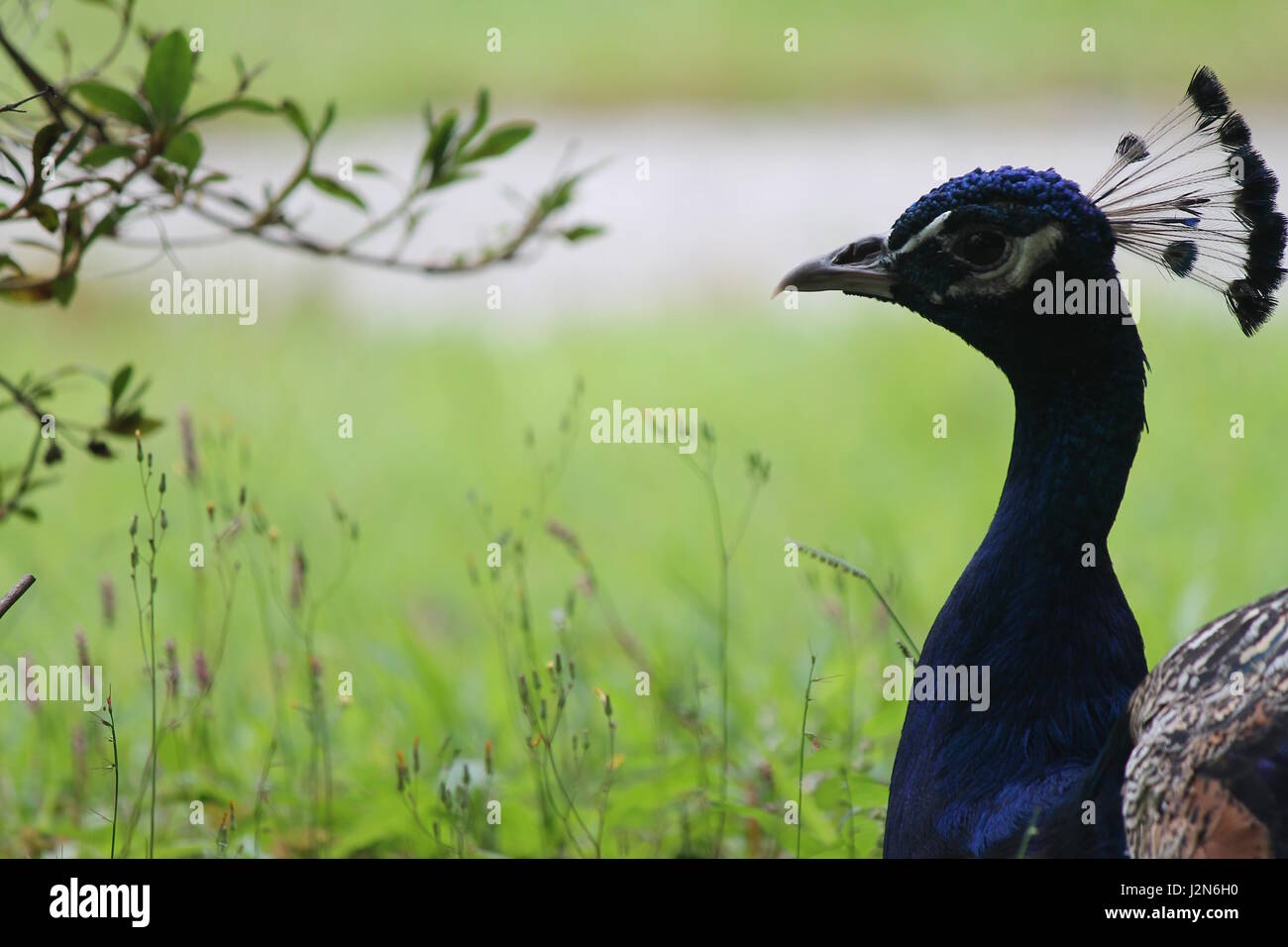 Peacock sull'erba Foto Stock