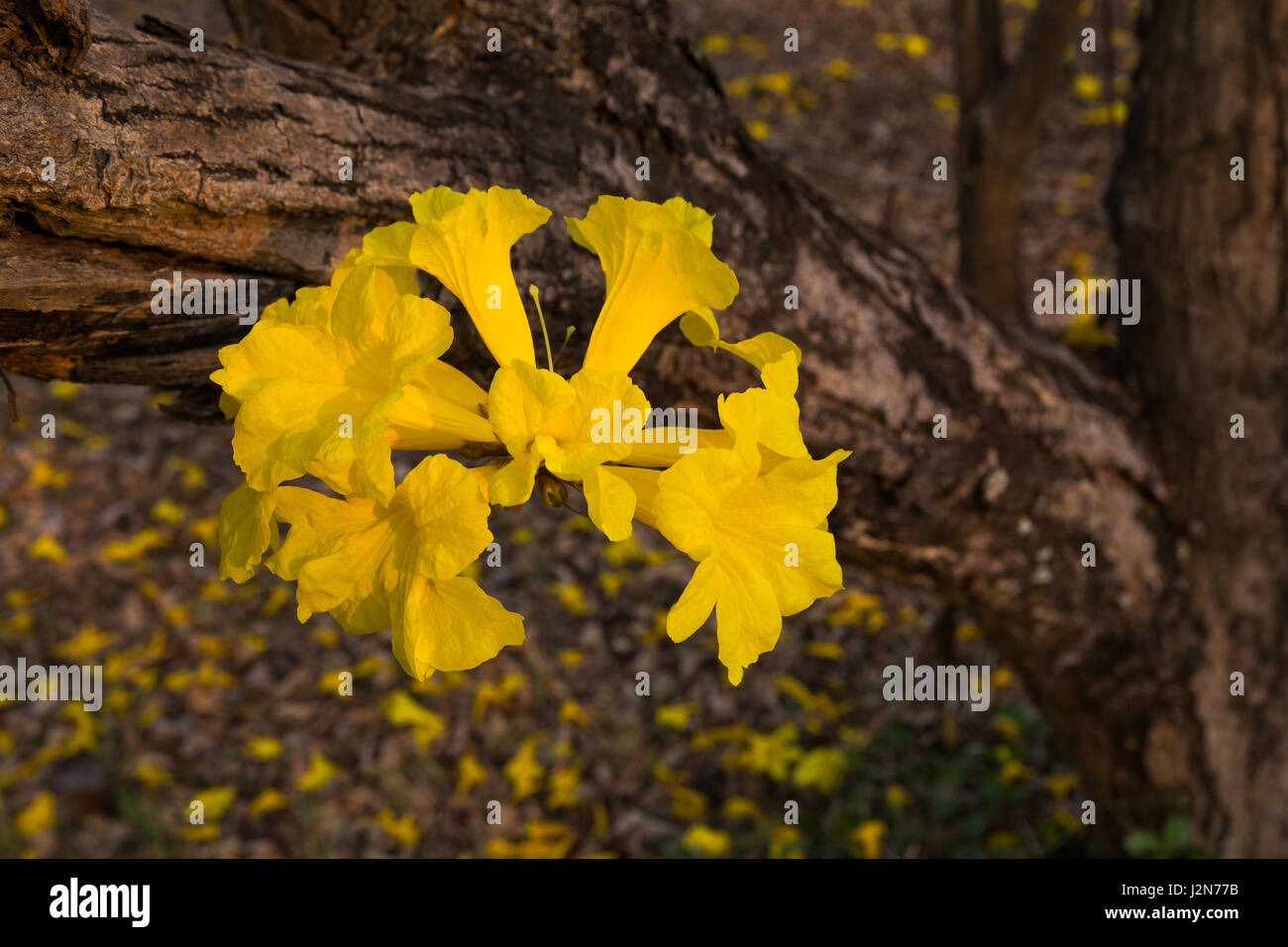 Fiori di Golden tromba alberi o tabeguia, in piena fioritura sul suo tronco, con messa a fuoco selettiva sul centro fiore, contro sfondo sfocato di caduta Foto Stock