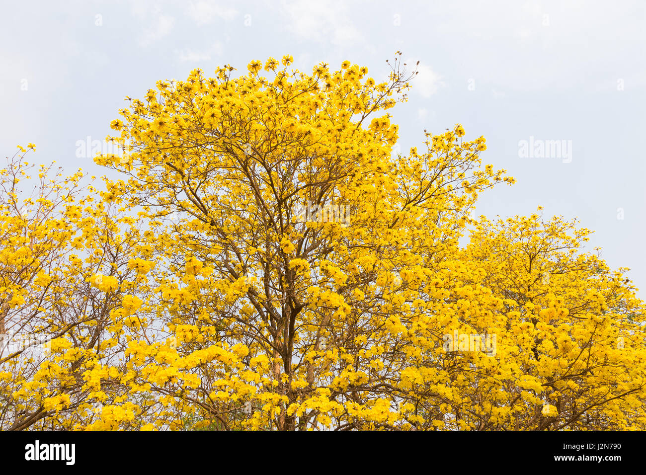 Fiori di Golden tromba alberi o tabeguia, in piena fioritura contro parzialmente nuvoloso sky Foto Stock