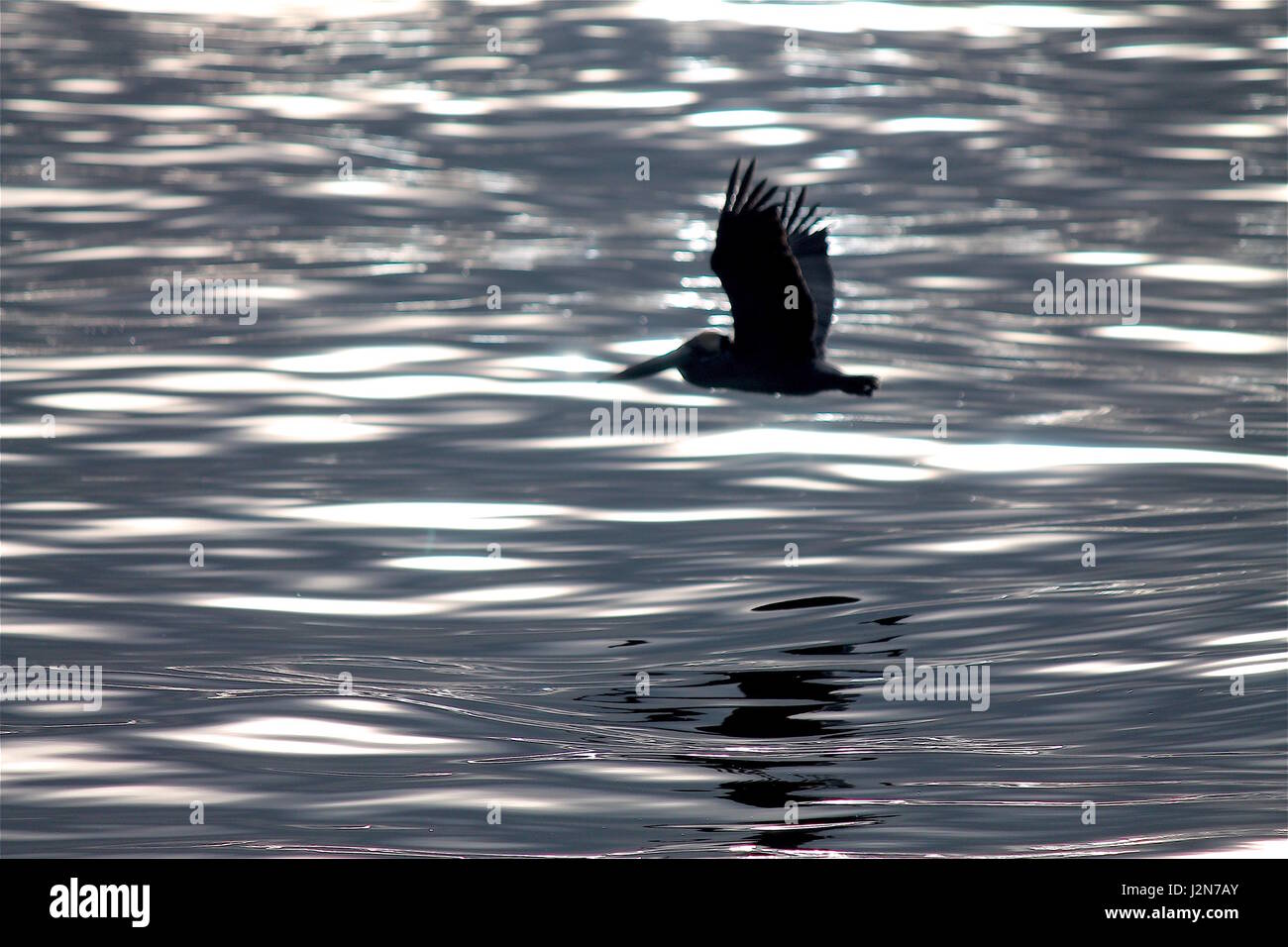 Pelican volare oltre oceano Foto Stock