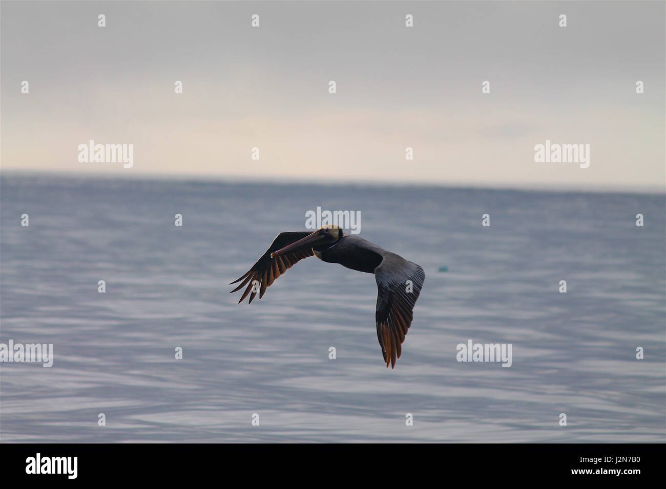 Pelican volare oltre oceano Foto Stock