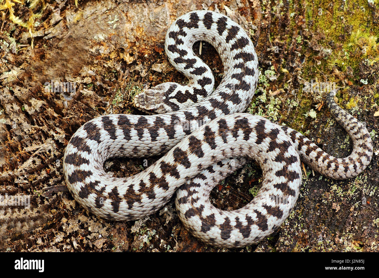 Splendida attraversata sommatore maschio, la maggior parte dei comuni di serpenti velenosi dall'Europa Foto Stock
