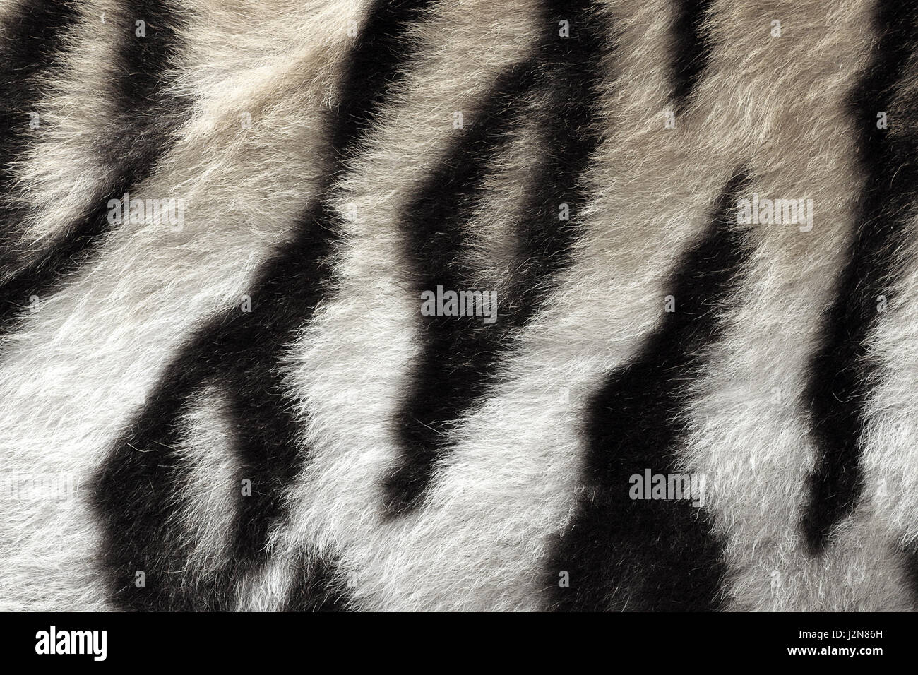 Bianco e nero modello reale di tiger pelt pronto per il tuo design Foto Stock