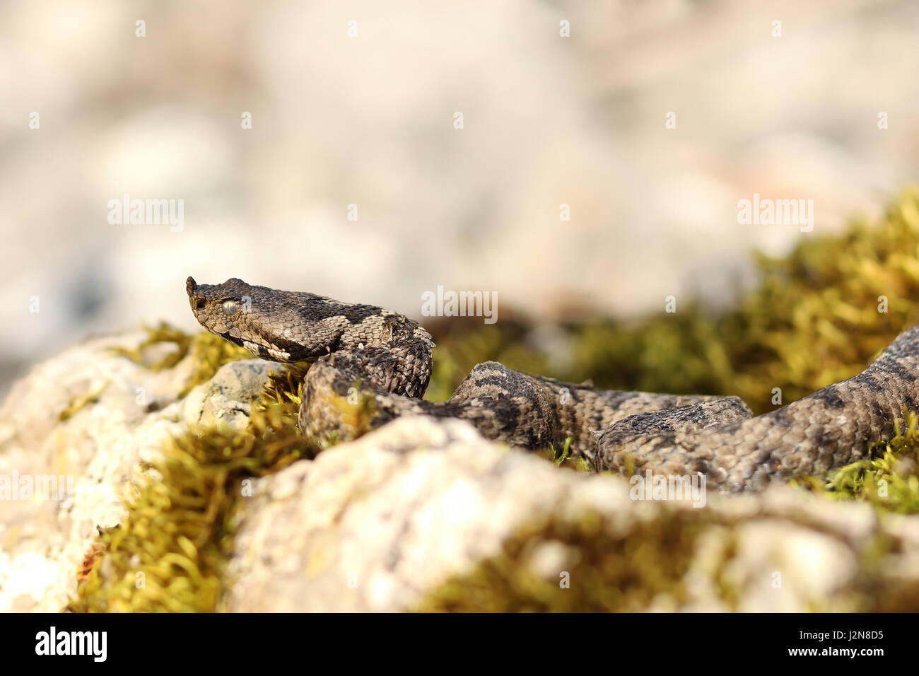 Europea di grandi serpenti velenosi crogiolarsi in habitat naturale ( il naso vipera cornuta, Vipera ammodytes, uno dei più pericolosi i serpenti in Europa ) Foto Stock