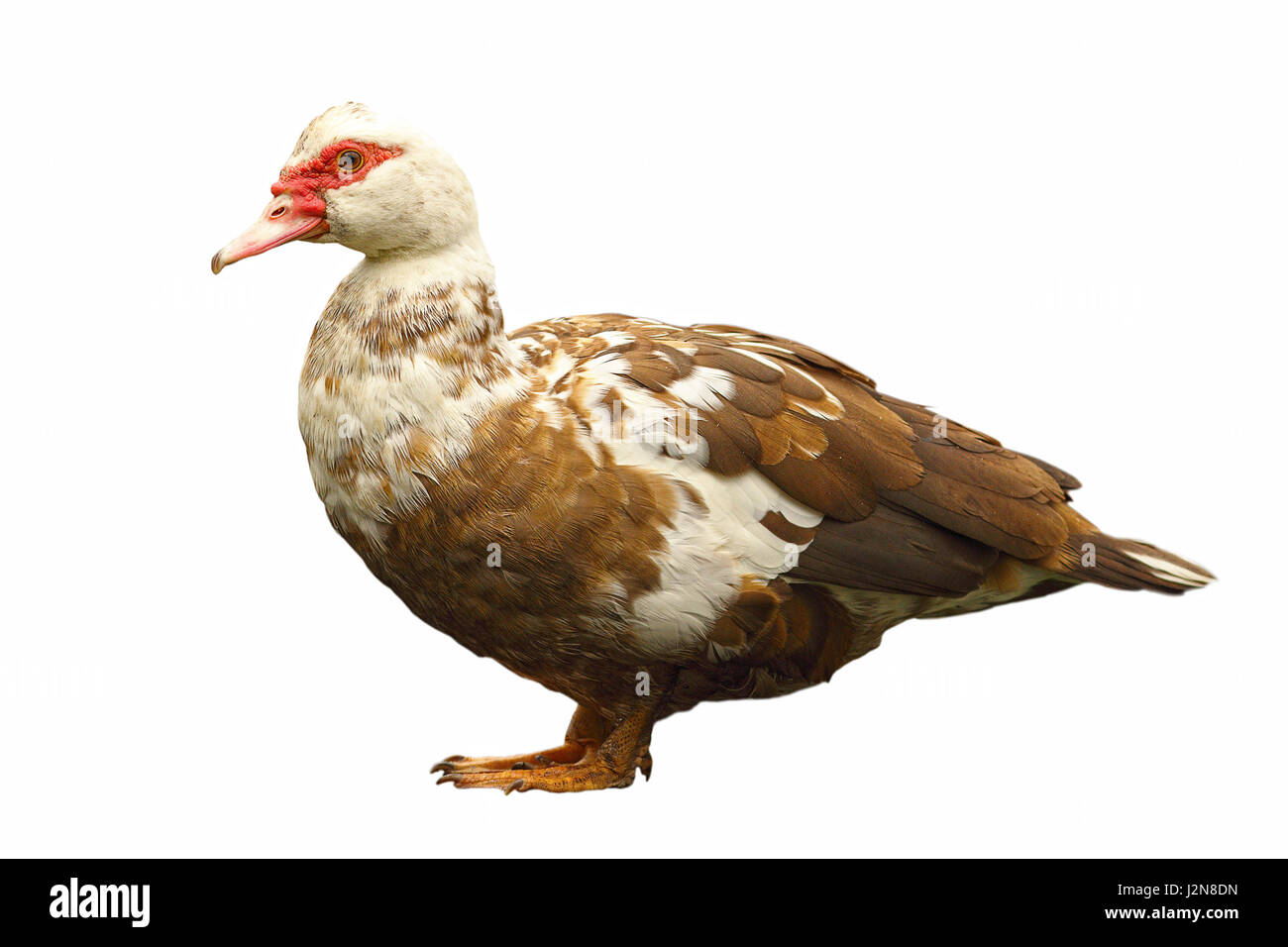 Domestico anatra a chiazze isolate su sfondo bianco, a piena lunghezza animale ( Cairina moschata - anatra muta ) Foto Stock