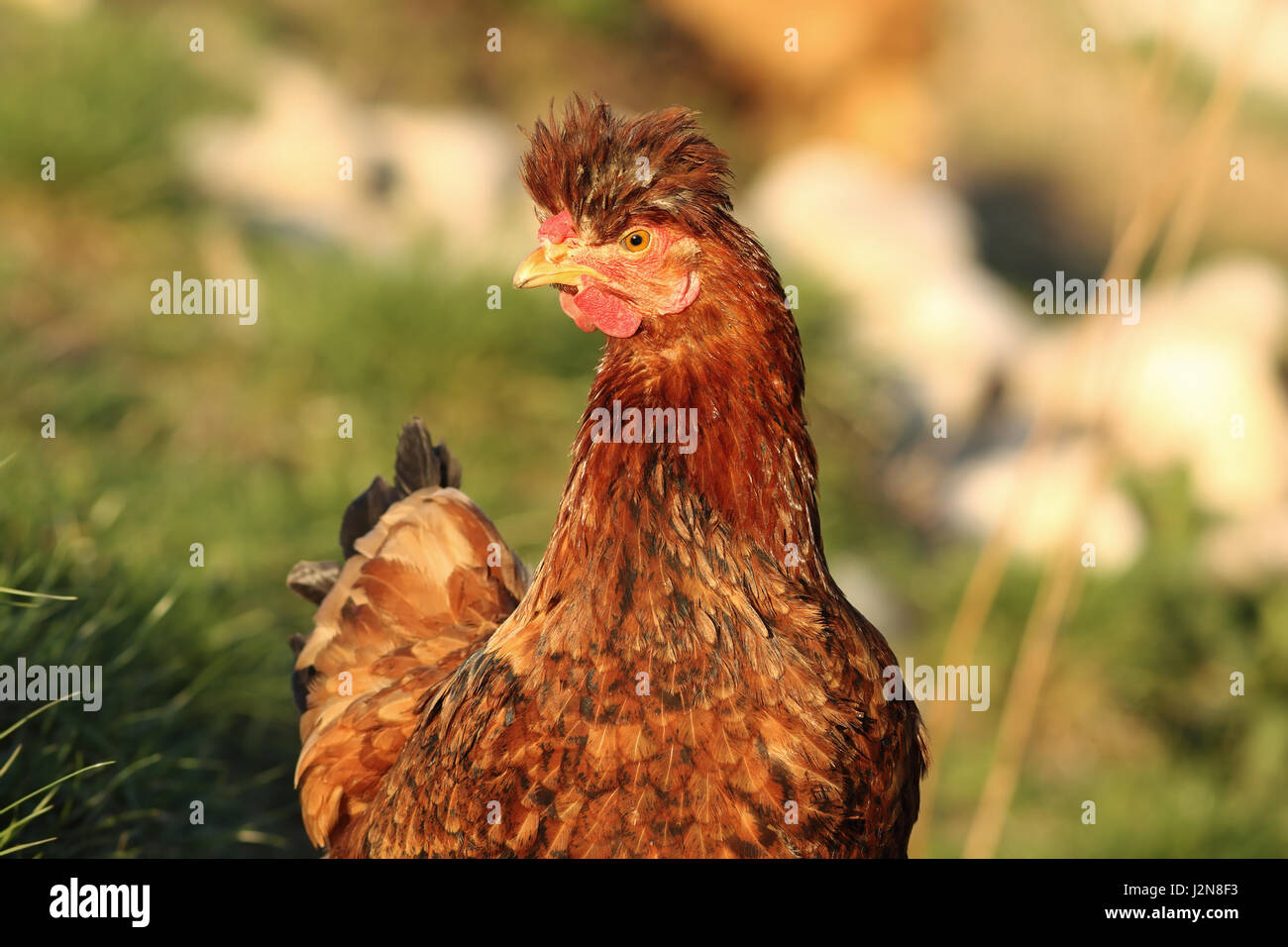 Ritratto di funny brown hen, uccello domestico vicino il bio agriturismo Foto Stock