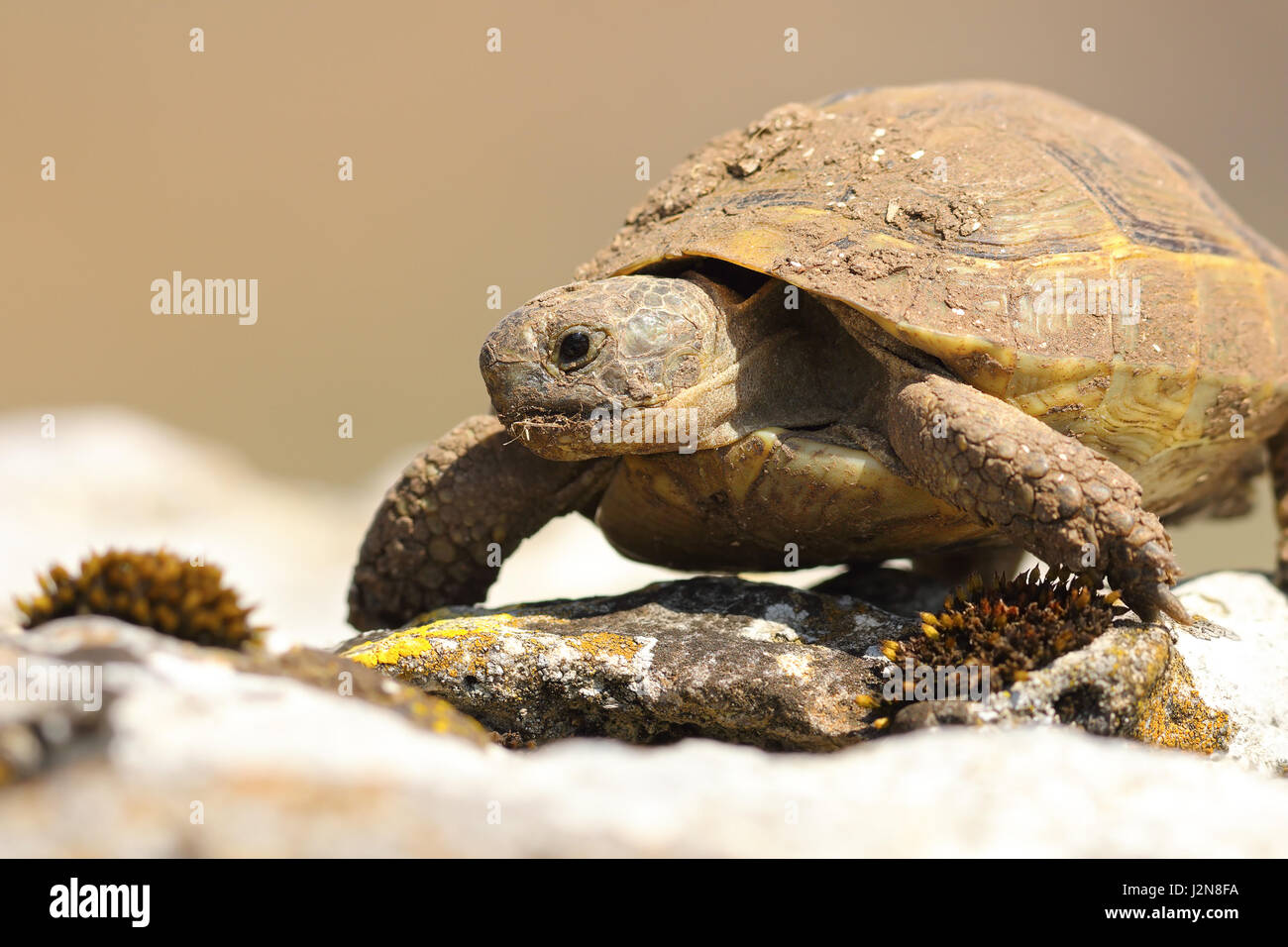 Ritratto di wild turtoise greco su habitat naturale in piedi su una roccia ( Testudo graeca ) Foto Stock