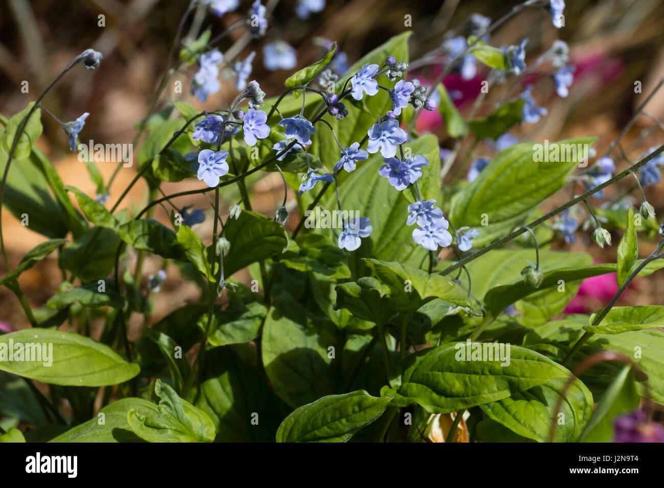 Molla blu fiori della piccola ombra tollerante, Ombelico di Venere, Omphalodes cappadocica 'Cherry Ingram' Foto Stock