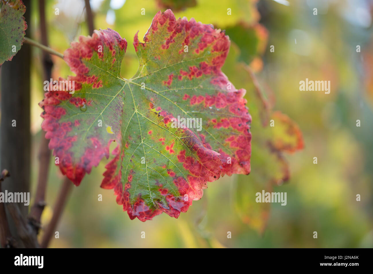 Foglia di vite Foto Stock