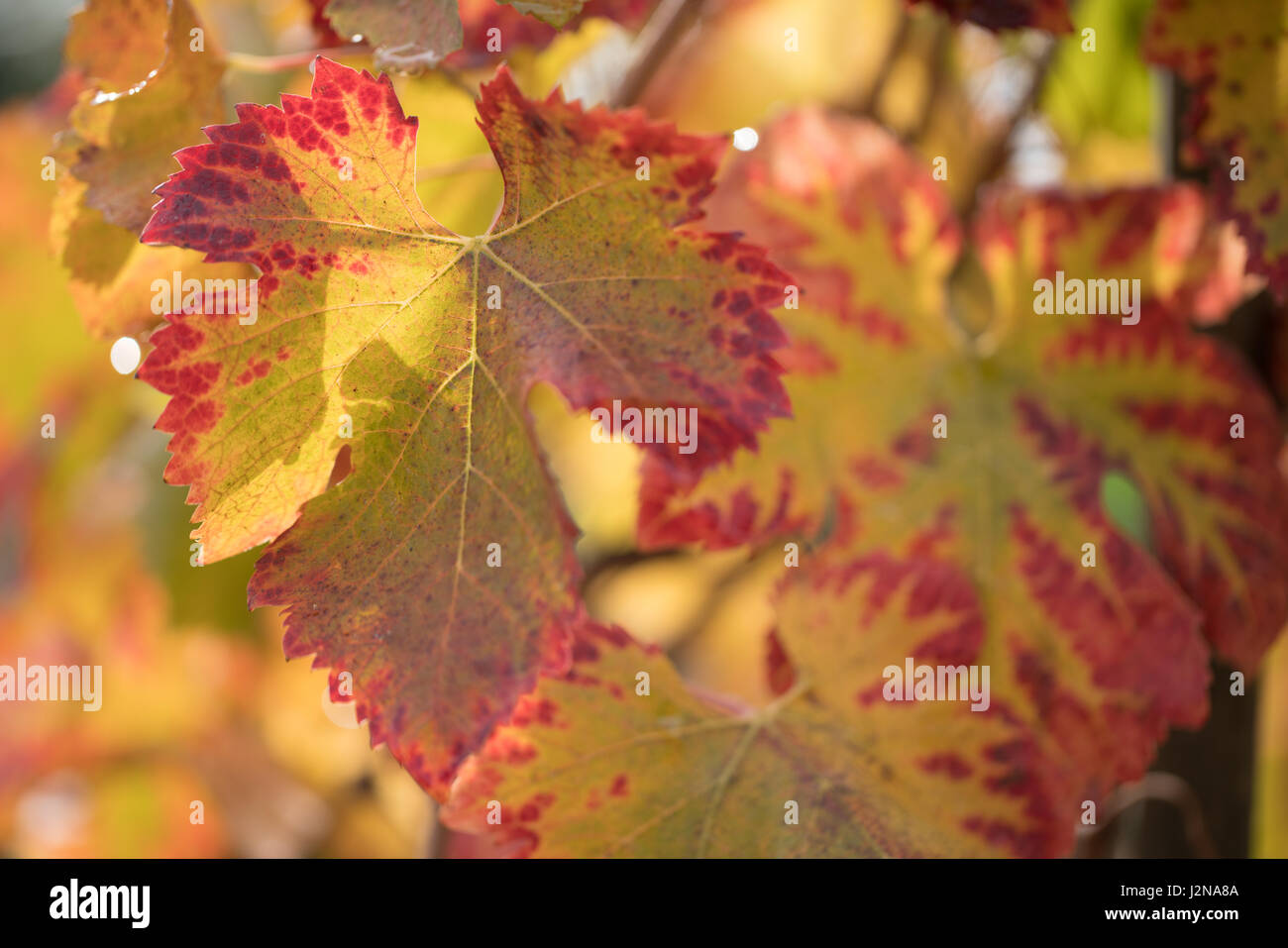 Foglia di vite Foto Stock