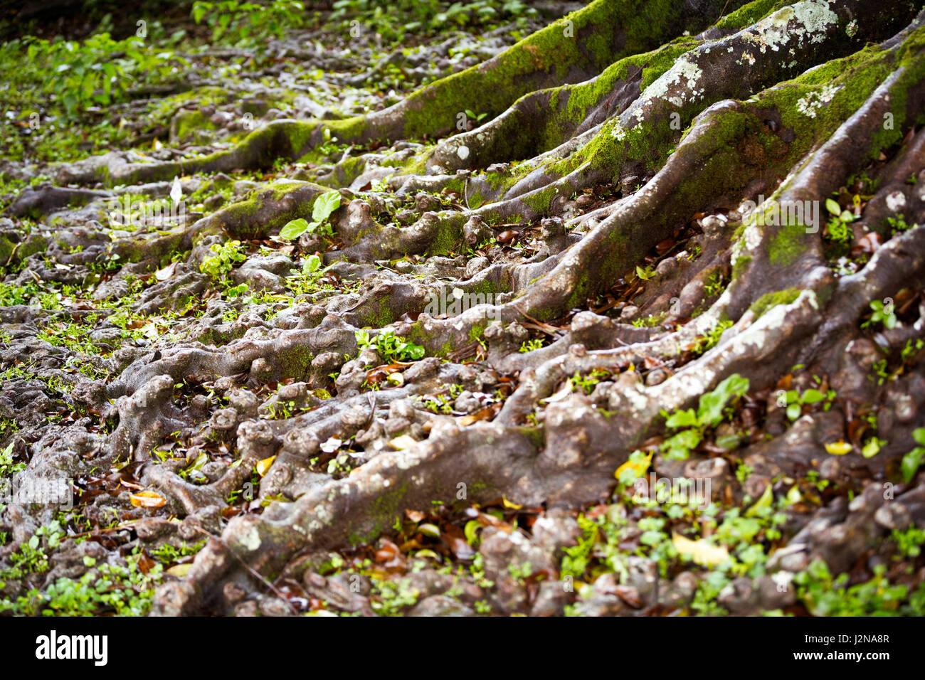 Albero radici fuori del terreno Foto Stock