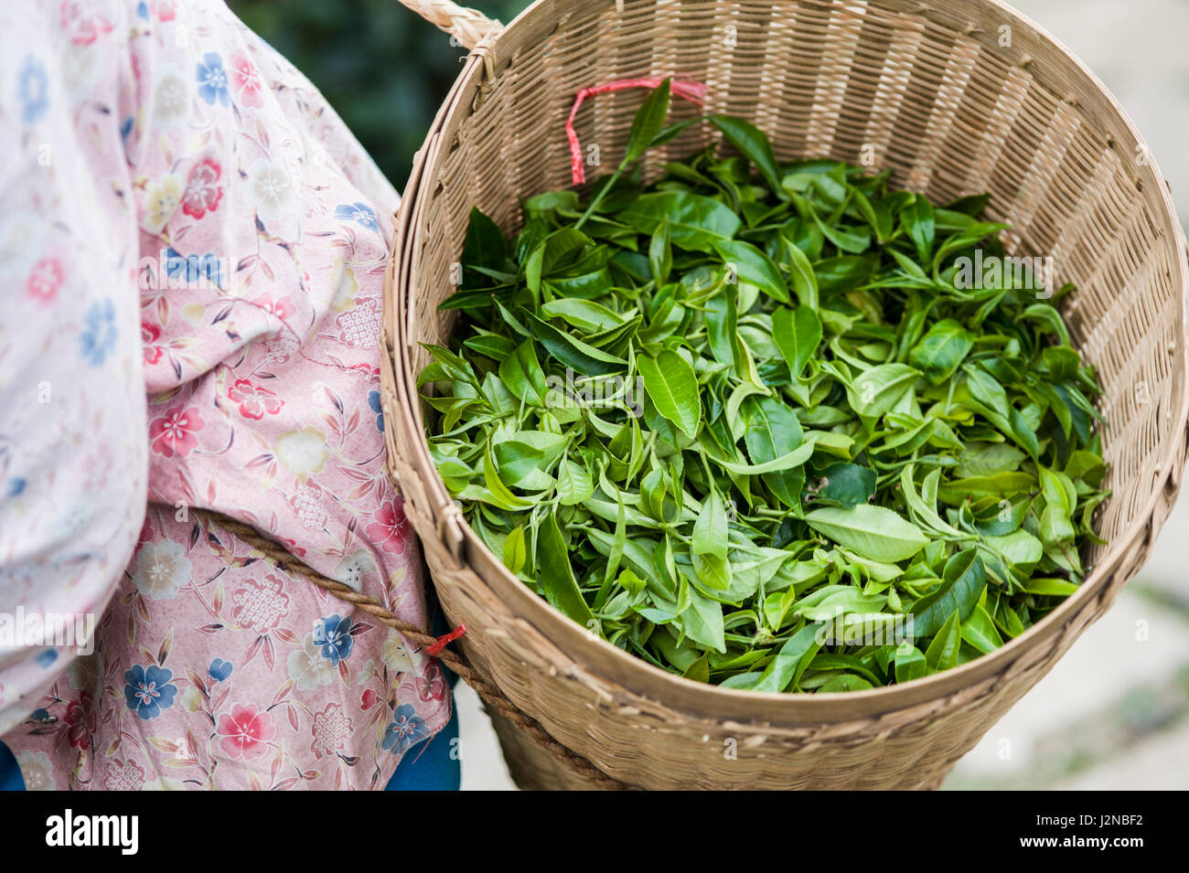 Harvester portano il cesto di foglie di tè verde Foto Stock