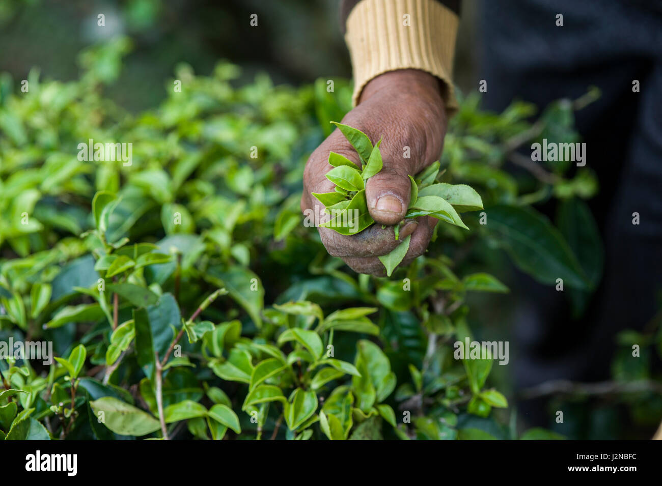 Harvester raccolta di foglie di tè verde Foto Stock