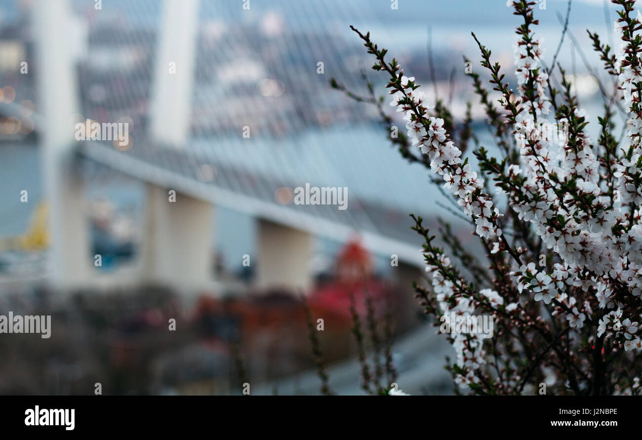 Fiori con Golden Bridge sullo sfondo Foto Stock