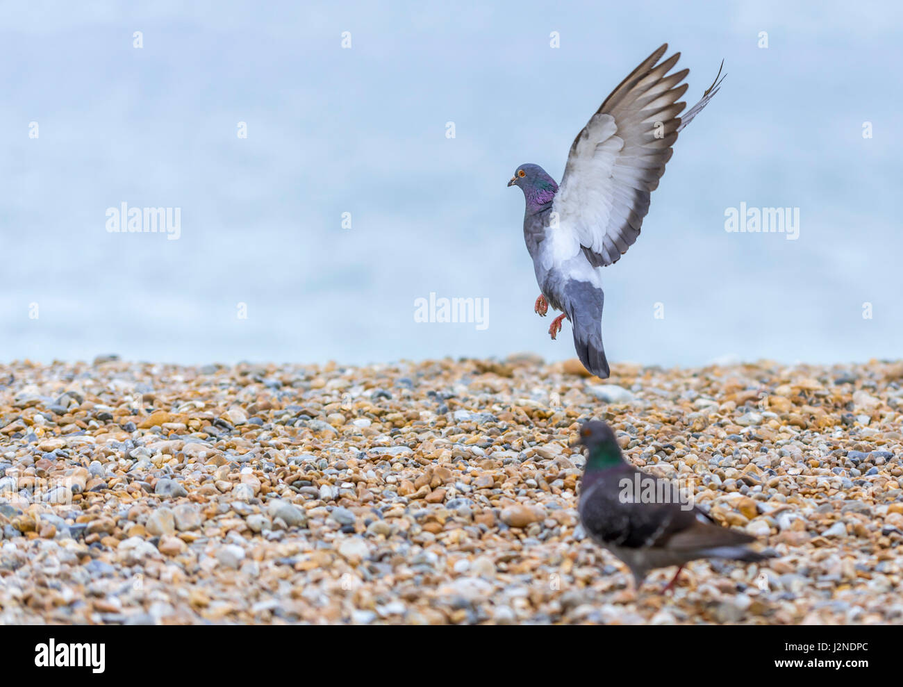 Piccioni selvatici (Columba livia domestica) con le sue ali fino circa a prendere il via da una spiaggia di ciottoli. Città di AKA Piccione, piccioni domestici, Piccione comune. Foto Stock Piccioni selvatici (Columba livia domestica) con le sue ali fino circa a prendere il via da una spiaggia di ciottoli. Città di AKA Piccione, piccioni domestici, Piccione comune. Foto Stock