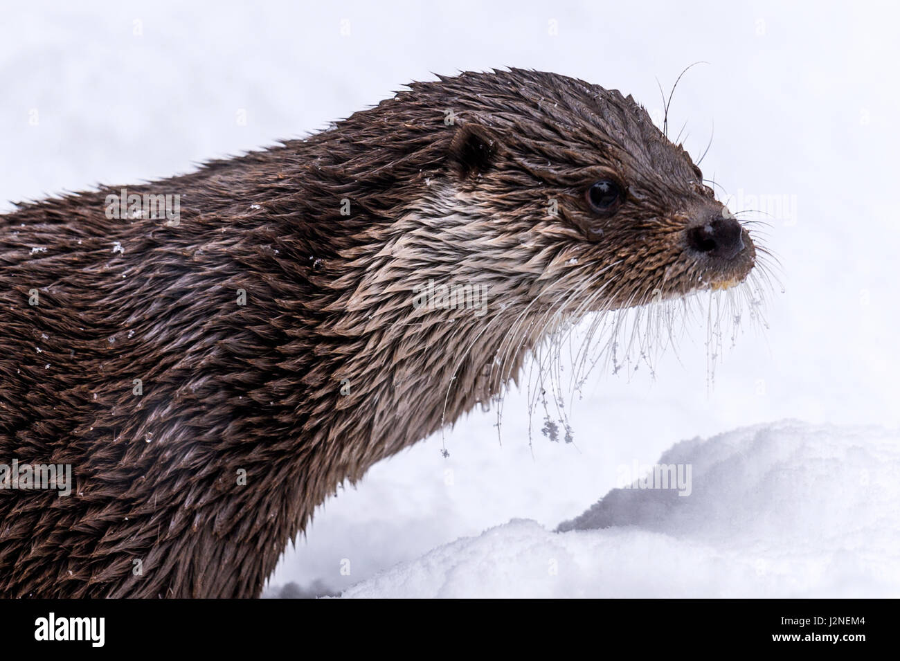 Bella lontra eurasiatica (Lutra lutra) rappresentata con baffi congelati in un inverno snow drift. Foto Stock