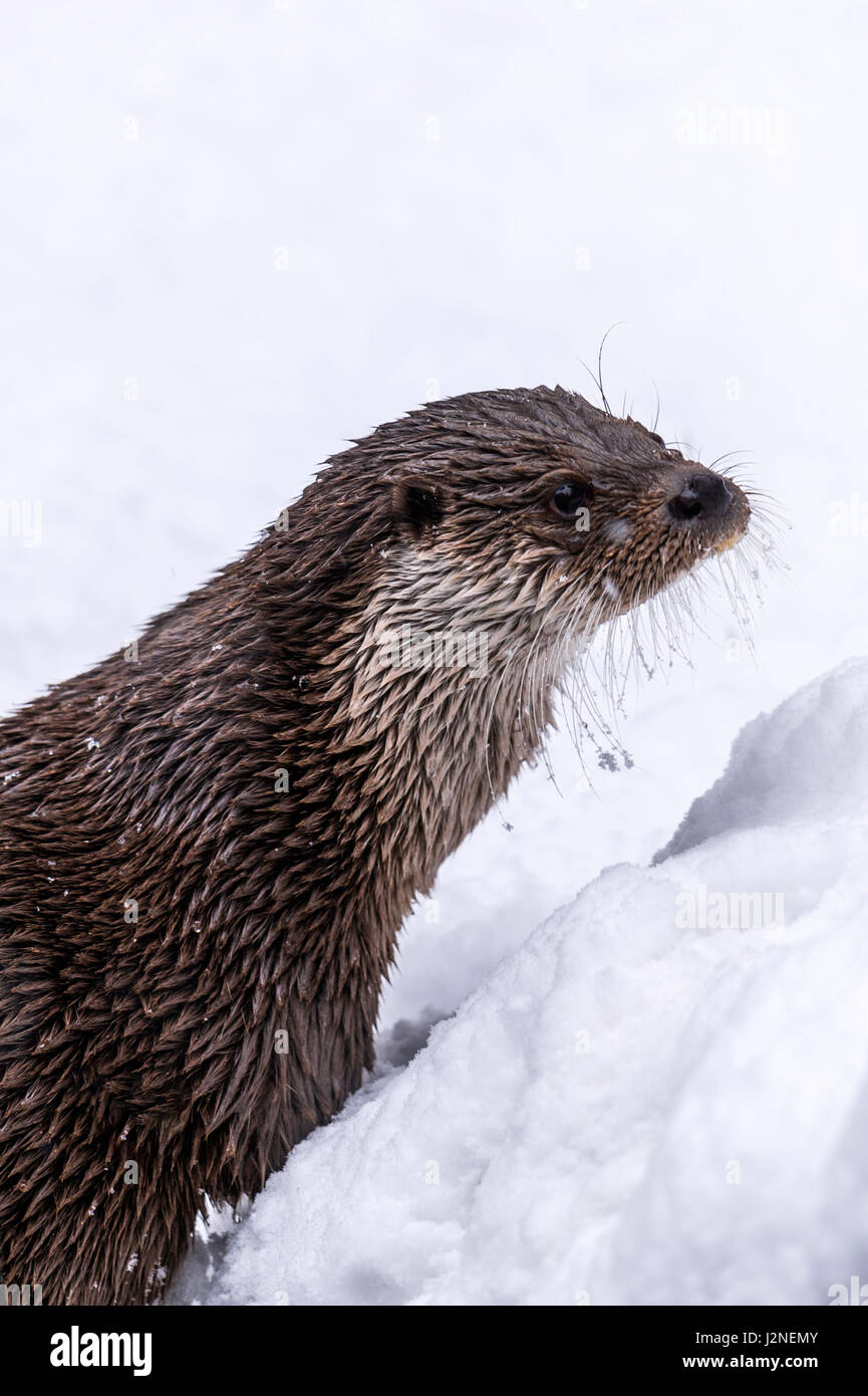 Bella lontra eurasiatica (Lutra lutra) rappresentata con baffi congelati in un inverno snow drift. Foto Stock