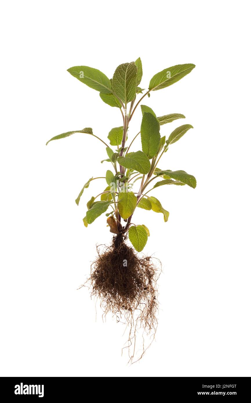 Tutta la pianta di salvia con radici su sfondo bianco Foto Stock Tutta la pianta di salvia con radici su sfondo bianco Foto Stock