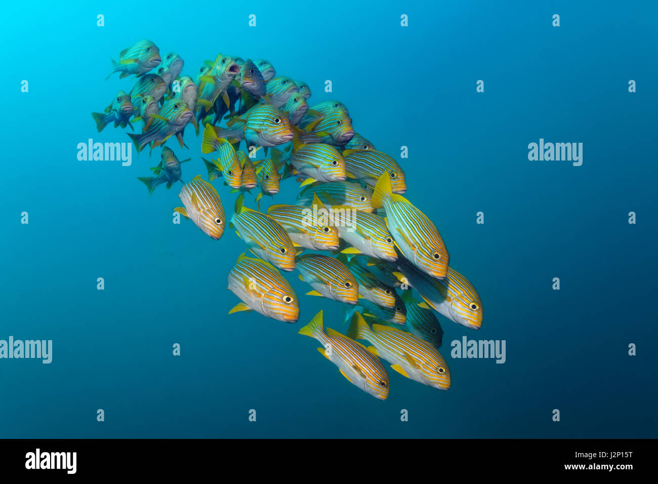 Giallo-nastro (sweetlips Plectorhinchus polytaenia) nuotare nel mare aperto, Raja Ampat, Papua Barat, Papua Occidentale, Pacific Foto Stock