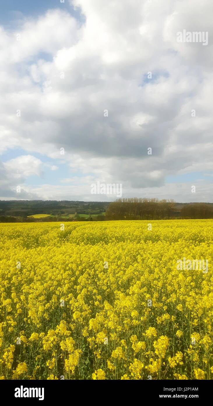 Campo di colza in piena fioritura vicino a Hessisch Oldendorf, in Germania, nel Weserbergland. Foto Stock