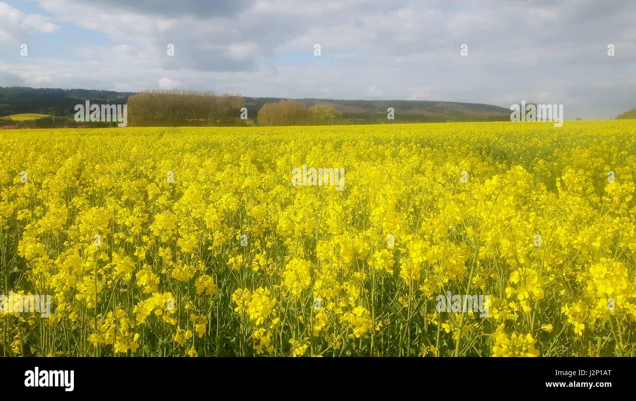 Campo di colza in piena fioritura vicino a Hessisch Oldendorf, in Germania, nel Weserbergland. Foto Stock